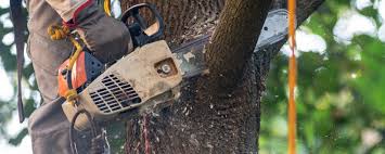 Best Tree Removal  in Hebbronville, TX