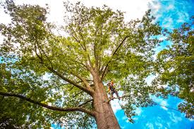 Best Storm Damage Tree Cleanup  in Hebbronville, TX