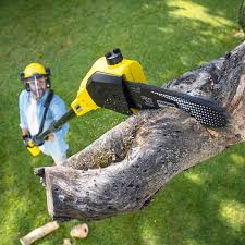 Best Root Management and Removal  in Hebbronville, TX