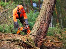 Trusted Hebbronville, TX Tree Services Experts
