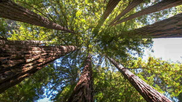 Best Tree Maintenance Programs  in Hebbronville, TX