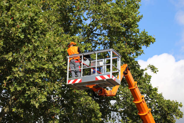 How Our Tree Care Process Works  in  Hebbronville, TX