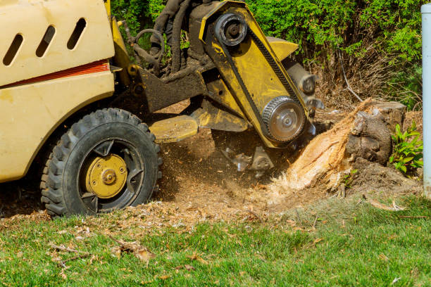Best Landscape Design and Installation  in Hebbronville, TX