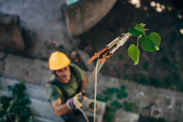 Best Tree Risk Assessment  in Hebbronville, TX
