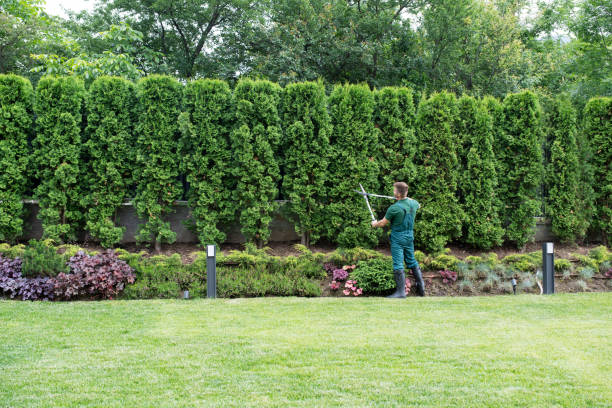 Best Hedge Trimming  in Hebbronville, TX
