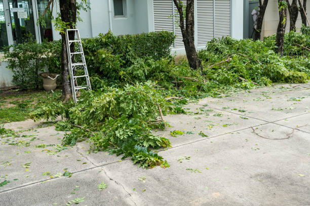 Best Lawn Disease Treatment  in Hebbronville, TX