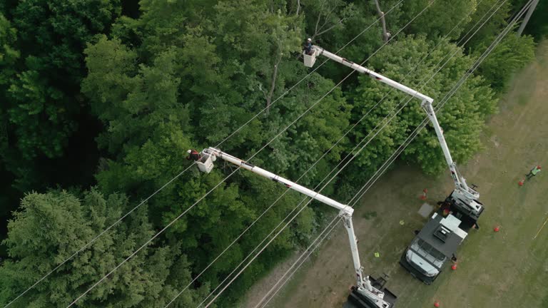 Best Tree Health Inspection  in Hebbronville, TX