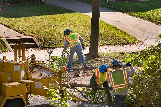 Best Emergency Tree Removal  in Hebbronville, TX