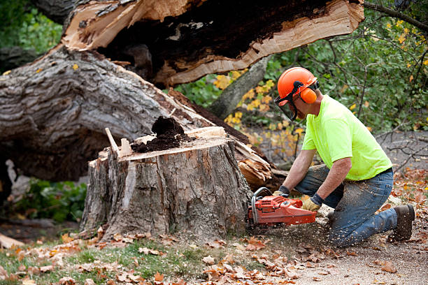 Best Lawn Maintenance Plans  in Hebbronville, TX