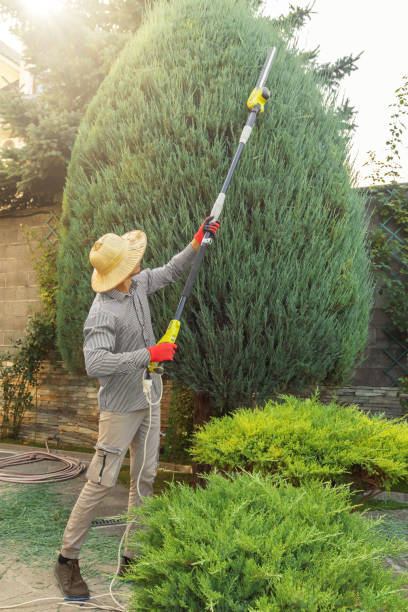 Best Weed Control  in Hebbronville, TX