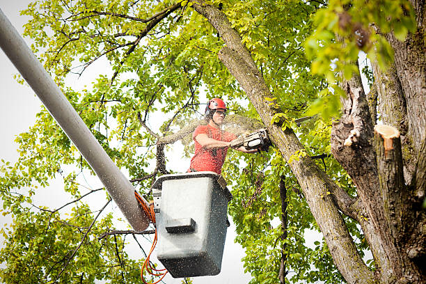 Best Tree and Shrub Care  in Hebbronville, TX