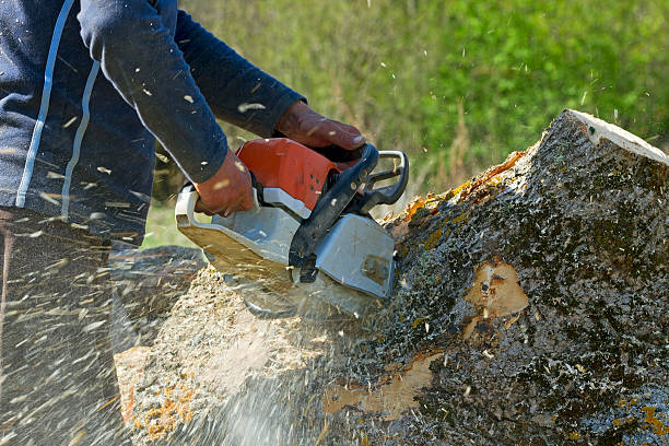 Best Aeration Services  in Hebbronville, TX